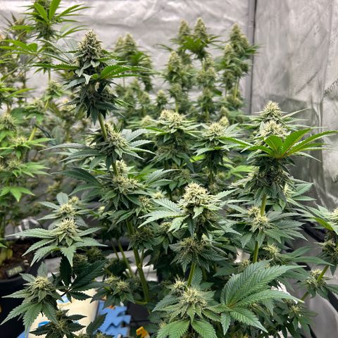 Haze Berry #1  growlog timeline photo