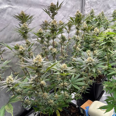Haze Berry #1  growlog timeline photo