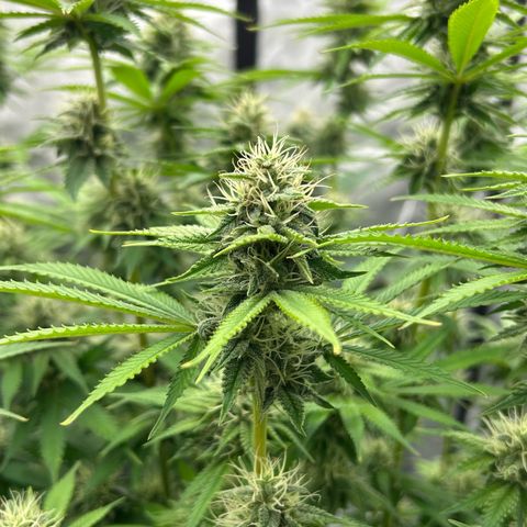 Haze Berry #1  growlog timeline photo