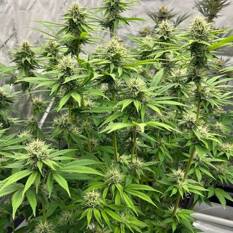 Haze Berry #1  growlog timeline photo