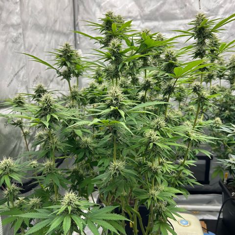Haze Berry #1  growlog timeline photo