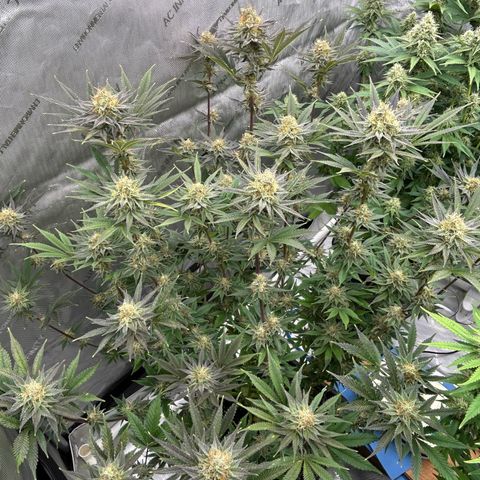 Haze Berry #1  growlog timeline photo