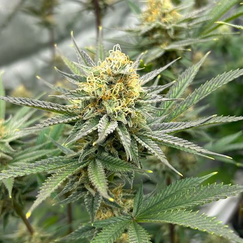 Haze Berry #1  growlog timeline photo