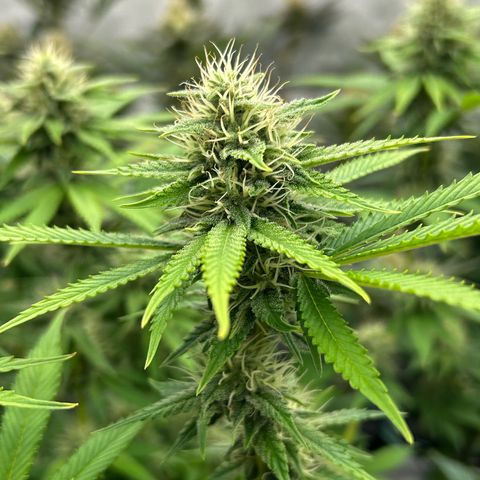 Haze Berry #1  growlog timeline photo