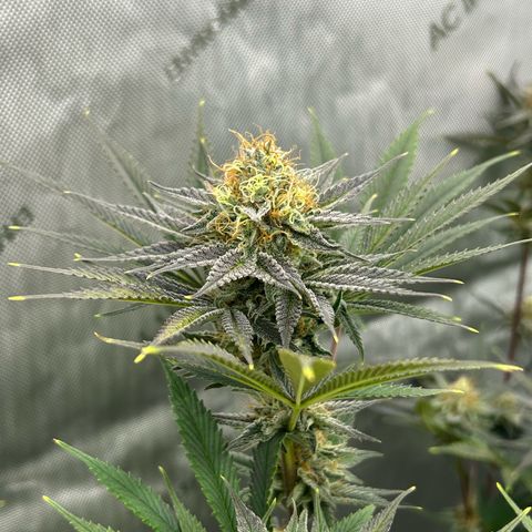 Haze Berry #1  growlog timeline photo