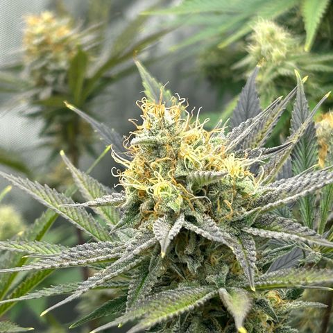 Haze Berry #1  growlog timeline photo