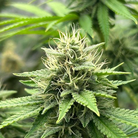 Haze Berry #1  growlog timeline photo