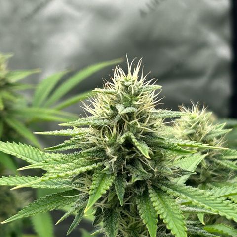 Haze Berry #1  growlog timeline photo