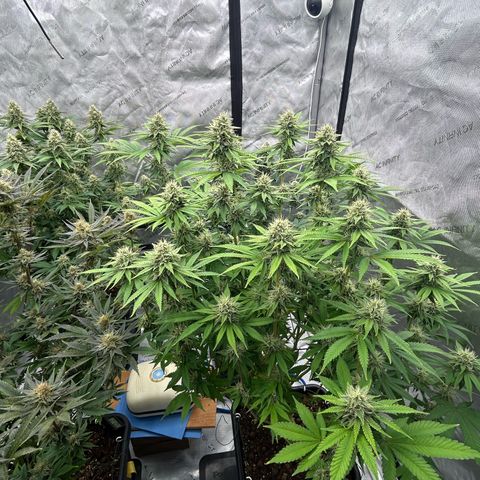 Haze Berry #1  growlog timeline photo