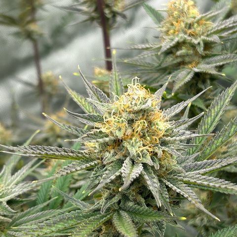 Haze Berry #1  growlog timeline photo