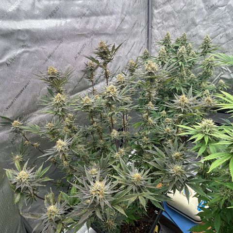 Haze Berry #1  growlog timeline photo