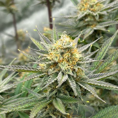 Haze Berry #1  growlog timeline photo