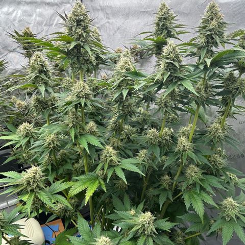 Amsterdam Amnesia # 6  growlog timeline photo