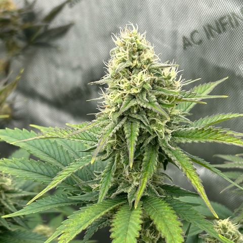Amsterdam Amnesia # 6  growlog timeline photo