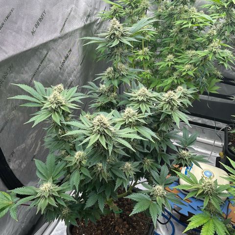 Amsterdam Amnesia # 6  growlog timeline photo
