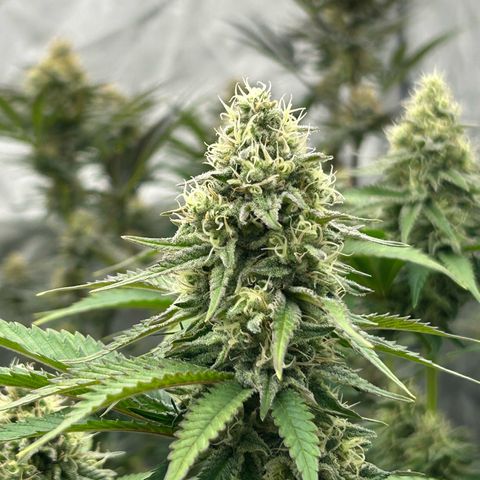Amsterdam Amnesia # 6  growlog timeline photo