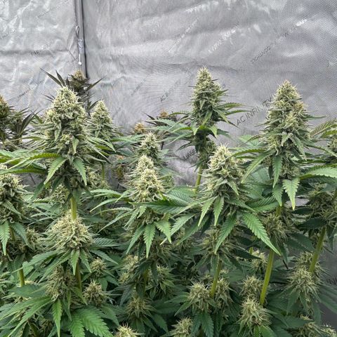 Amsterdam Amnesia # 6  growlog timeline photo