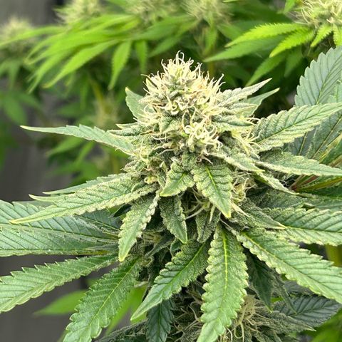 Amsterdam Amnesia # 6  growlog timeline photo
