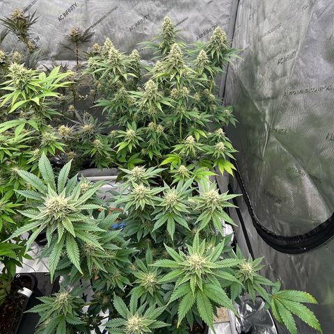 Haze Berry #1  growlog timeline photo