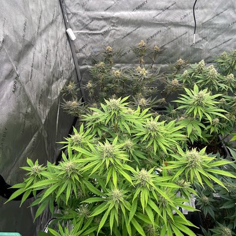 Haze Berry #1  growlog timeline photo