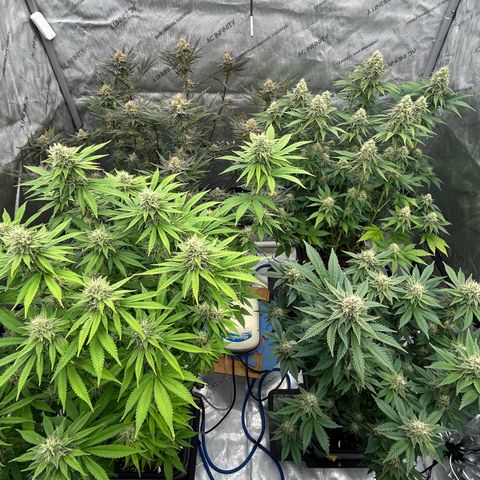 Haze Berry #1  growlog timeline photo