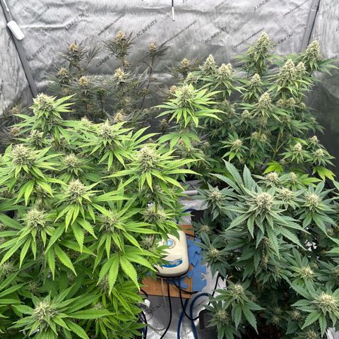 Haze Berry #1  growlog timeline photo