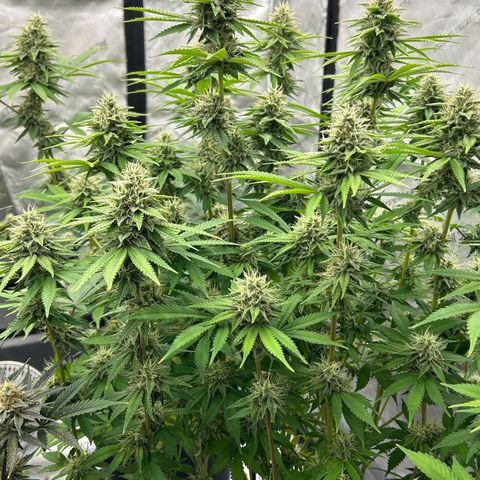 Haze Berry #1  growlog timeline photo