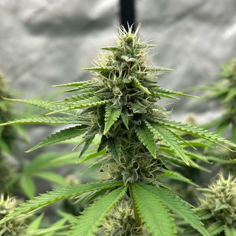 Haze Berry #1  growlog timeline photo