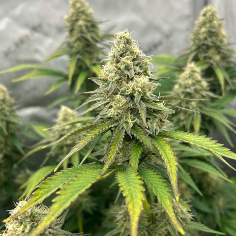 Amsterdam Amnesia # 6  growlog timeline photo