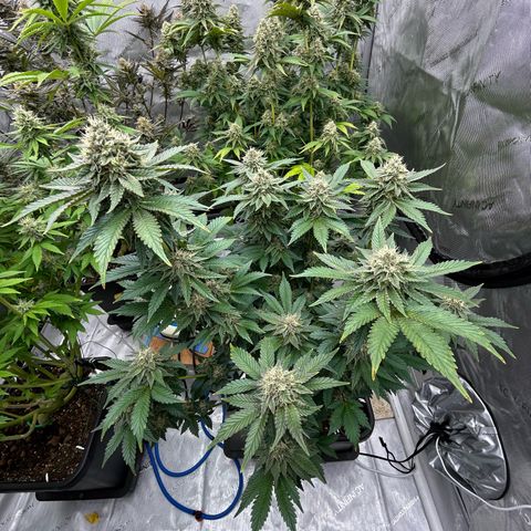 Amsterdam Amnesia # 6  growlog timeline photo