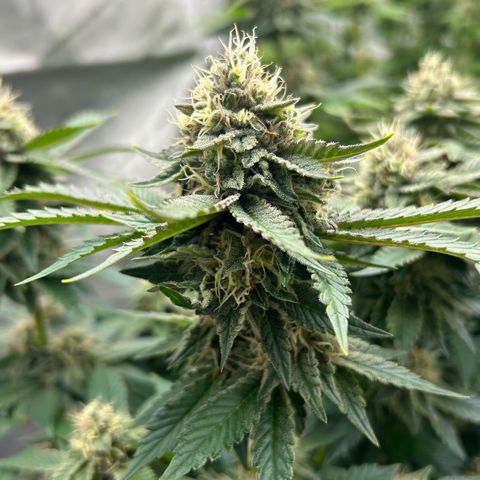 Amsterdam Amnesia # 6  growlog timeline photo
