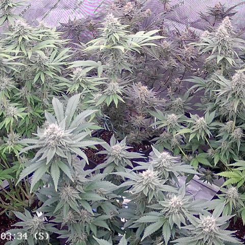 Haze Berry #1  growlog timeline photo