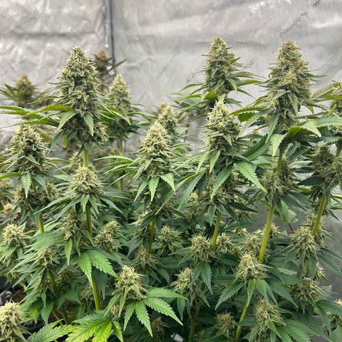 Amsterdam Amnesia # 6  growlog timeline photo