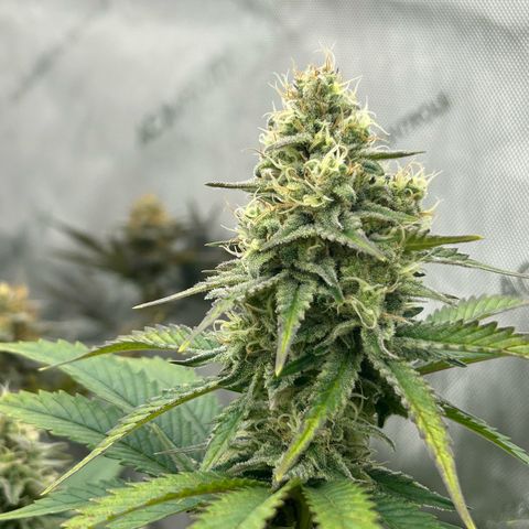 Amsterdam Amnesia # 6  growlog timeline photo