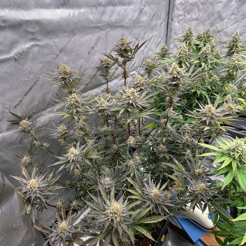Haze Berry #1  growlog timeline photo