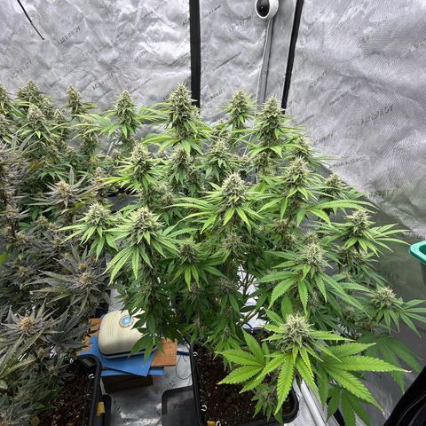 Haze Berry #1  growlog timeline photo