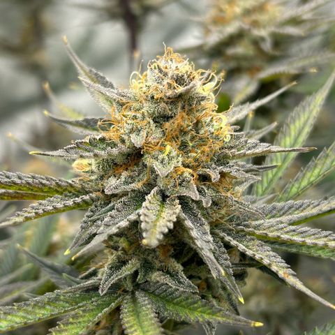 Haze Berry #1  growlog timeline photo