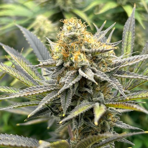 Haze Berry #1  growlog timeline photo