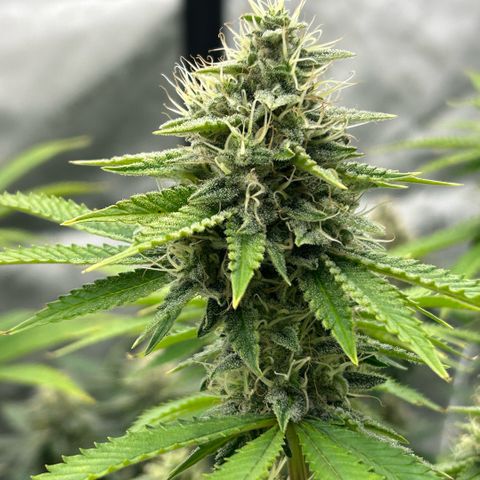 Haze Berry #1  growlog timeline photo