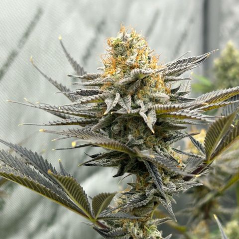 Haze Berry #1  growlog timeline photo