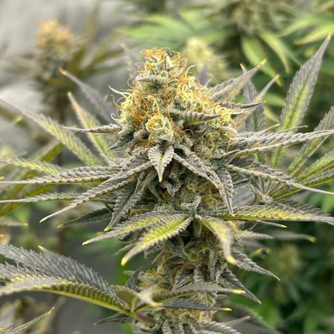 Haze Berry #1  growlog timeline photo