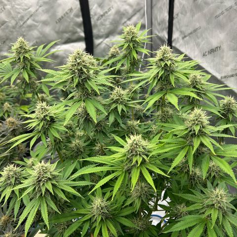 Haze Berry #1  growlog timeline photo