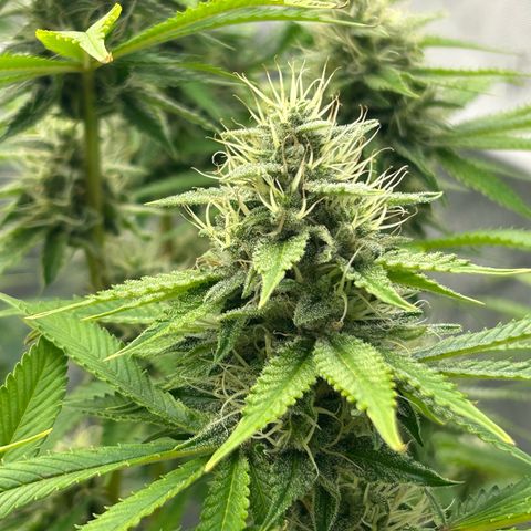 Haze Berry #1  growlog timeline photo