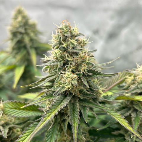 Amsterdam Amnesia # 6  growlog timeline photo