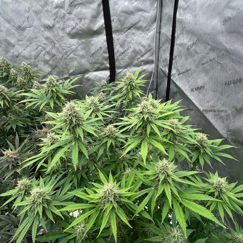 Amsterdam Amnesia # 6  growlog timeline photo