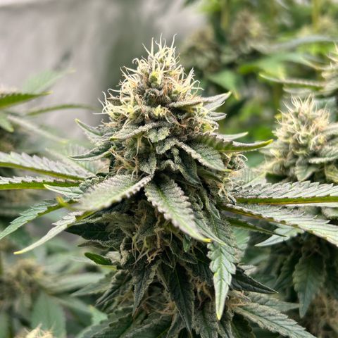 Amsterdam Amnesia # 6  growlog timeline photo