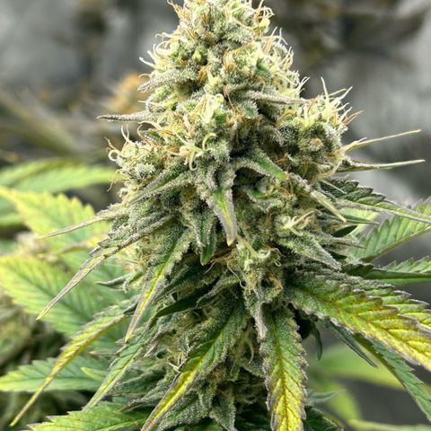 Amsterdam Amnesia # 6  growlog timeline photo