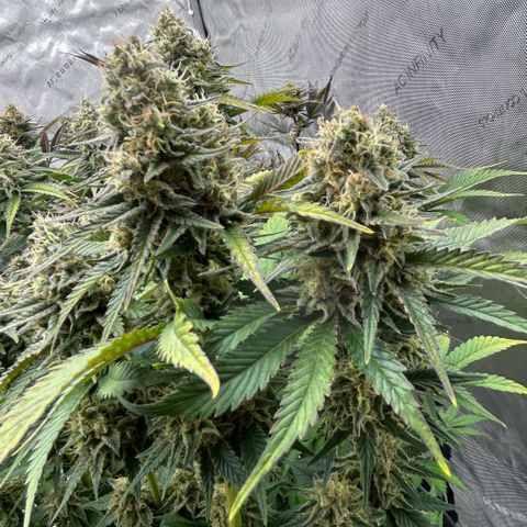 Amsterdam Amnesia # 6  growlog timeline photo