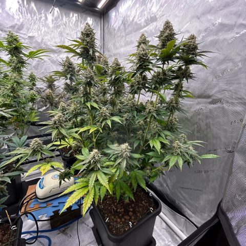Amsterdam Amnesia # 6  growlog timeline photo