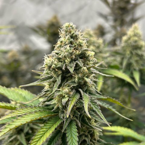 Amsterdam Amnesia # 6  growlog timeline photo